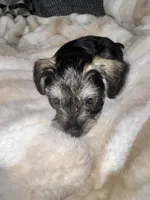 No Name , a female Miniature Schnauzer for sale in Alexandria, VA – 1 of 1