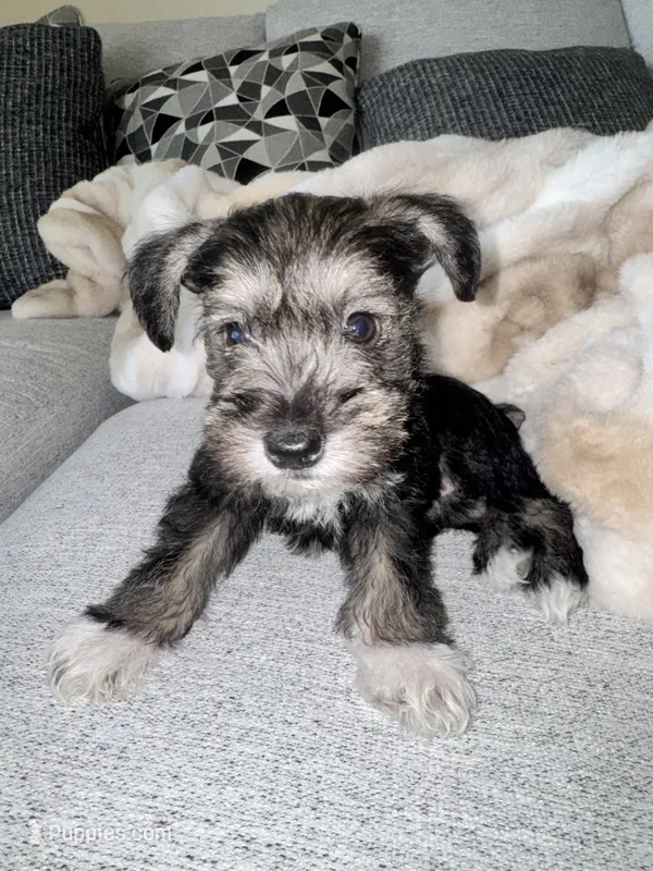 Jack Jr.  – Miniature Schnauzer puppy for sale in Alexandria, VA
