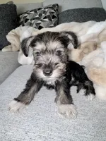 Jack Jr. , a male Miniature Schnauzer for sale in Alexandria, VA – 1 of 1