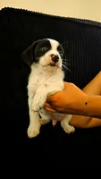 Dachshund #1, a male Dachshund for sale in Irvine, CA – 1 of 4