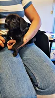 Luna Dachshund Female, a female Dachshund for sale in Irvine, CA – 3 of 6