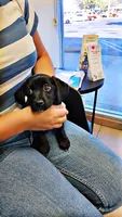Luna Dachshund Female, a female Dachshund for sale in Irvine, CA – 6 of 6