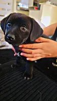 Dachshund Female #3, a female Dachshund for sale in Irvine, CA – 1 of 2
