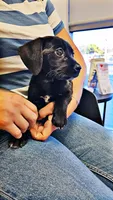 Luna Dachshund Female, a female Dachshund for sale in Irvine, CA – 4 of 6