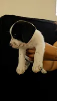 Dachshund #1, a male Dachshund for sale in Irvine, CA – 2 of 4
