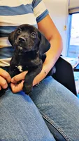 Luna Dachshund Female, a female Dachshund for sale in Irvine, CA – 5 of 6
