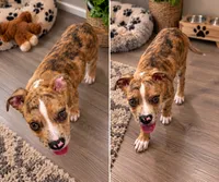 Snake, a male American Pit Bull Terrier for sale in Irvine, CA – 1 of 5
