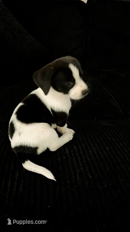 Dachshund Female #2  – Dachshund puppy for sale in Irvine, CA