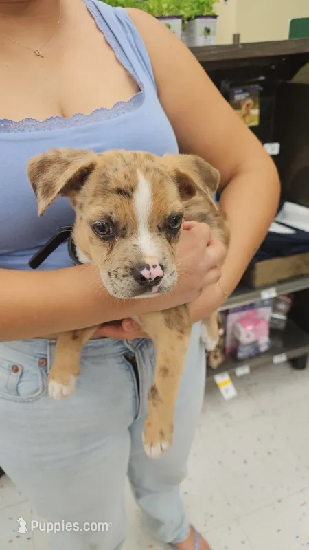 Caramelo – American Bulldog puppy for sale in Irvine, CA