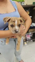 Caramelo, a male American Bulldog for sale in Irvine, CA – 1 of 3