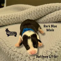 Dark Blue Male, a male Pembroke Welsh Corgi for sale in Columbus, NC – Photo 1 of 2