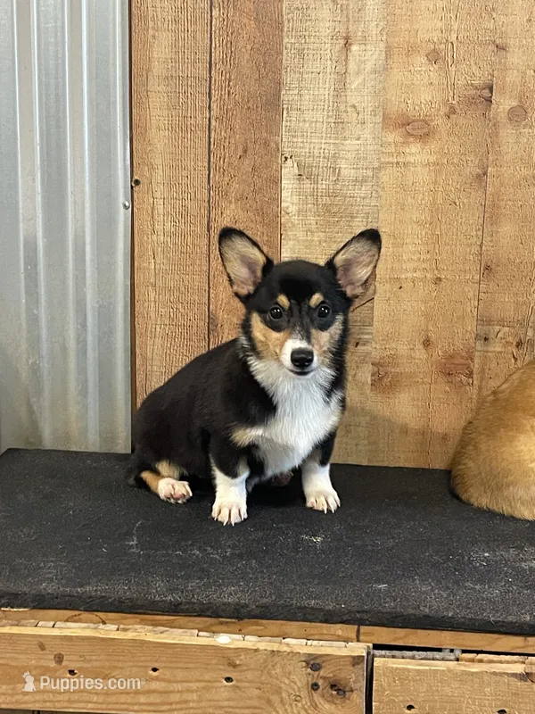 Pink Female Tri – Pembroke Welsh Corgi puppy for sale in Columbus, NC