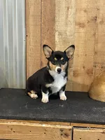Pink Female Tri, a female Pembroke Welsh Corgi for sale in Columbus, NC – 1 of 1