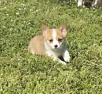 Daliah, a female Pembroke Welsh Corgi for sale in Columbus, NC – 2 of 4