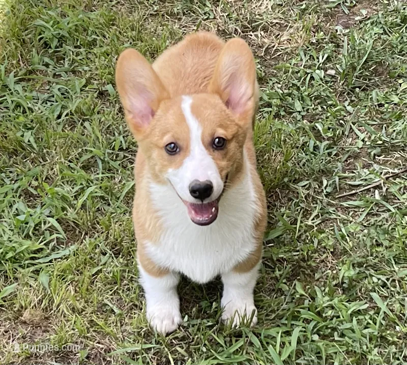 Orange Male – Pembroke Welsh Corgi puppy for sale in Columbus, NC