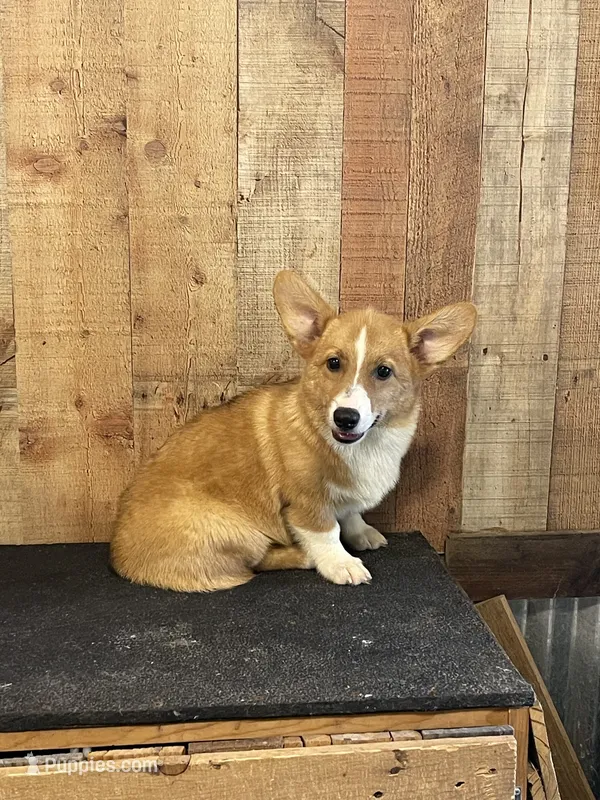 Archie – Pembroke Welsh Corgi puppy for sale in Columbus, NC