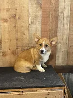 Archie, a male Pembroke Welsh Corgi for sale in Columbus, NC – 1 of 1