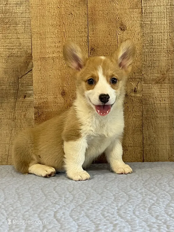 Black Male – Pembroke Welsh Corgi puppy for sale in Columbus, NC