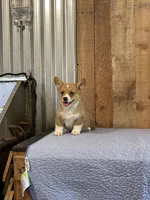 Blue Male, a male Pembroke Welsh Corgi for sale in Columbus, NC – 3 of 3