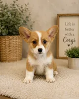 Brown Male, a male Pembroke Welsh Corgi for sale in Columbus, NC – 1 of 1