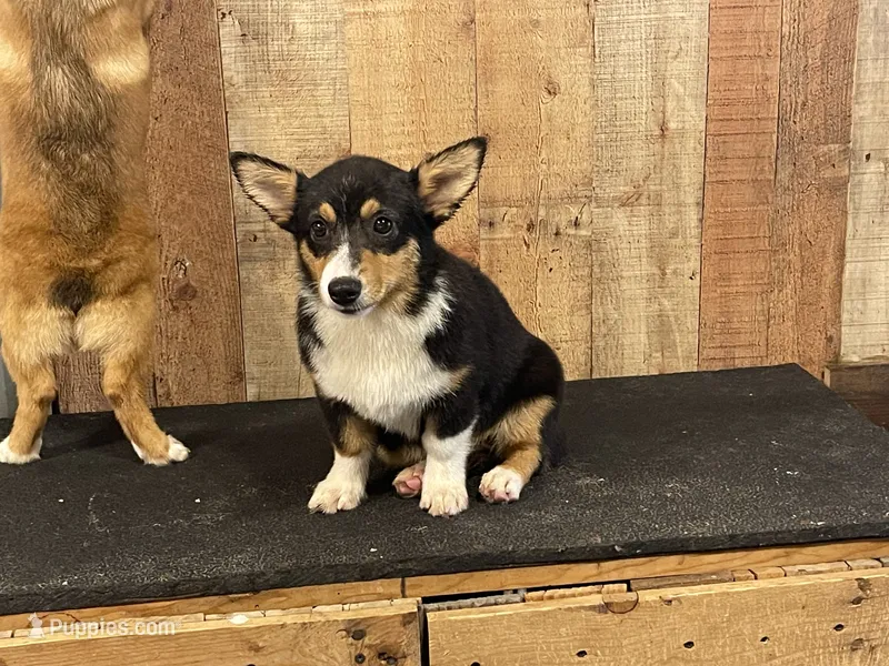 Teal Female Tri – Pembroke Welsh Corgi puppy for sale in Columbus, NC