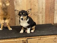 Teal Female Tri, a female Pembroke Welsh Corgi for sale in Columbus, NC – 1 of 2