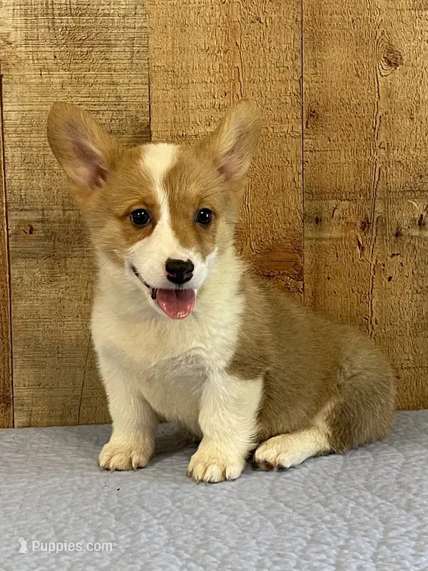 Lime green Male – Pembroke Welsh Corgi puppy for sale in Columbus, NC