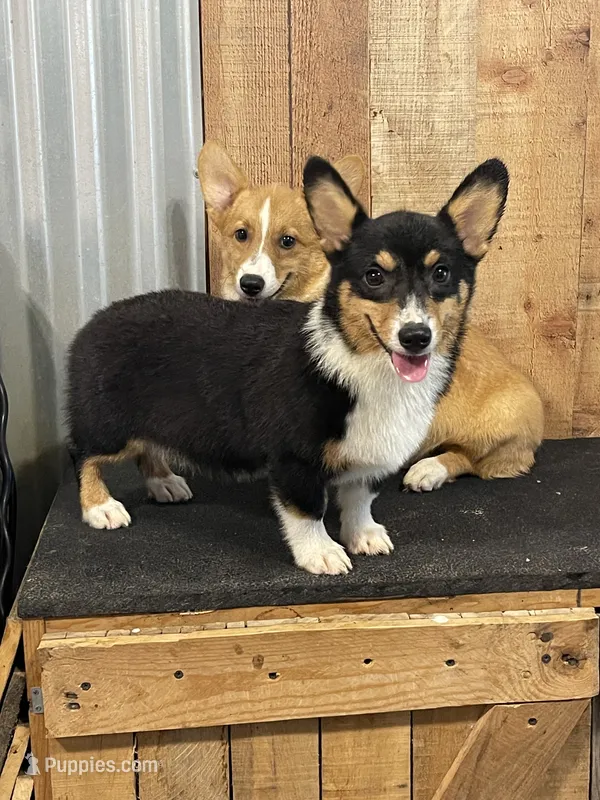 Purple Female Tri – Pembroke Welsh Corgi puppy for sale in Columbus, NC