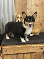 Purple Female Tri, a female Pembroke Welsh Corgi for sale in Columbus, NC – 1 of 2