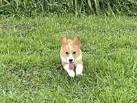 Brown Male, a male Pembroke Welsh Corgi for sale in Columbus, NC – 4 of 5