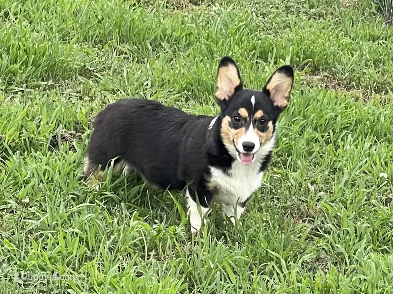Carter – Pembroke Welsh Corgi puppy for sale in Columbus, NC