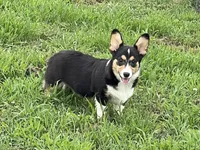 Carter, a male Pembroke Welsh Corgi for sale in Columbus, NC – 1 of 3