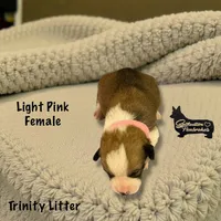 Light Pink Female, a female Pembroke Welsh Corgi for sale in Columbus, NC – Photo 1 of 2