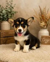 Carter, a male Pembroke Welsh Corgi for sale in Columbus, NC – 1 of 1