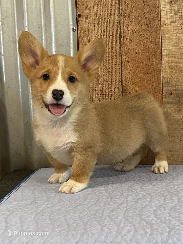 Red Male – Pembroke Welsh Corgi puppy for sale in Columbus, NC