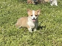 Daliah, a female Pembroke Welsh Corgi for sale in Columbus, NC – 1 of 4