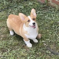 Yellow Male, a male Pembroke Welsh Corgi for sale in Columbus, NC – 2 of 2