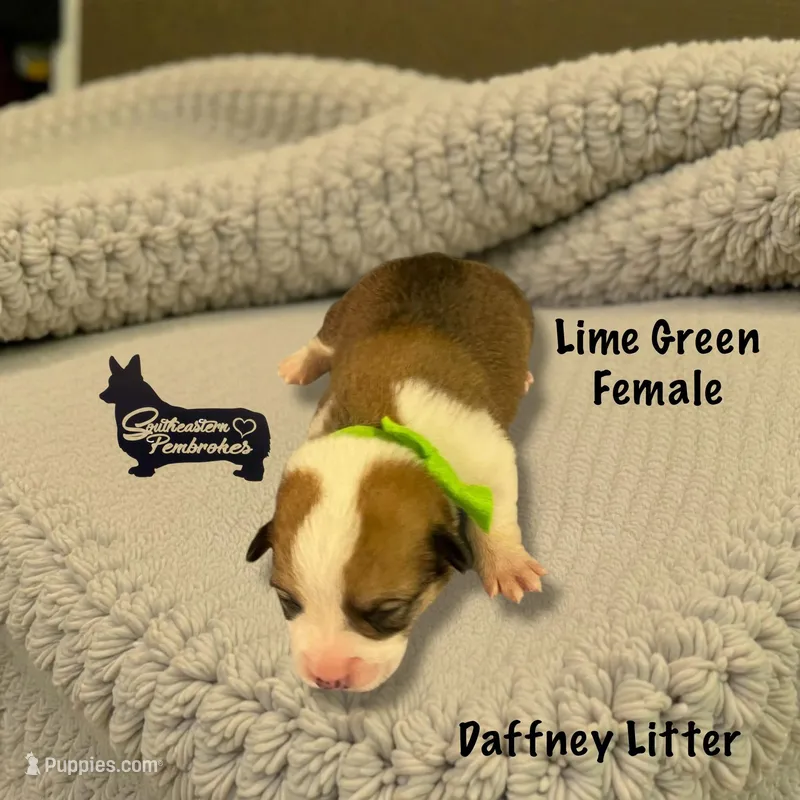 Lime Green Female