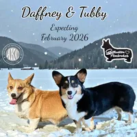 Lime Green Female, a female Pembroke Welsh Corgi for sale in Columbus, NC – Photo 2 of 2