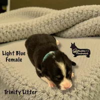 Light Blue Female, a female Pembroke Welsh Corgi for sale in Columbus, NC – Photo 1 of 2