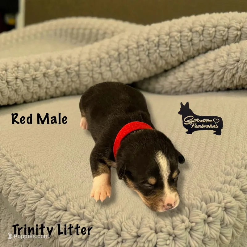 Red Male, a female Pembroke Welsh Corgi for sale in Columbus, NC – Photo 1 of 2