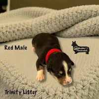 Red Male, a female Pembroke Welsh Corgi for sale in Columbus, NC – Photo 1 of 2