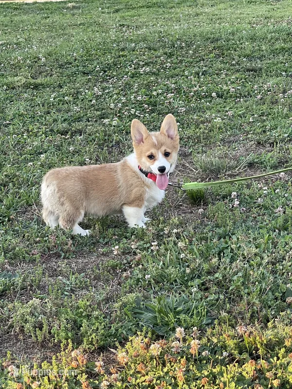 Max – Pembroke Welsh Corgi puppy for sale in Columbus, NC