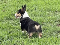 Carter, a male Pembroke Welsh Corgi for sale in Columbus, NC – 3 of 3