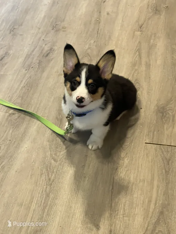 Dark Blue Male – Pembroke Welsh Corgi puppy for sale in Columbus, NC