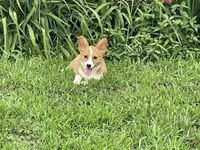 Brown Male, a male Pembroke Welsh Corgi for sale in Columbus, NC – 5 of 5