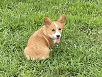 Brown Male, a male Pembroke Welsh Corgi for sale in Columbus, NC – 2 of 5