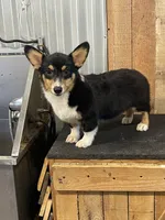 Purple Female Tri, a female Pembroke Welsh Corgi for sale in Columbus, NC – 2 of 2