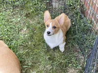 Black Male, a male Pembroke Welsh Corgi for sale in Columbus, NC – 1 of 1
