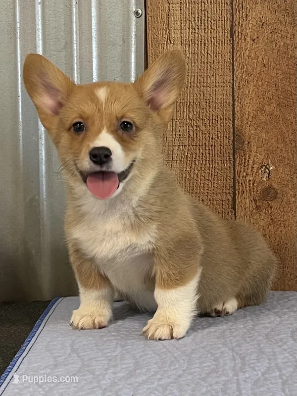 Blue Male – Pembroke Welsh Corgi puppy for sale in Columbus, NC